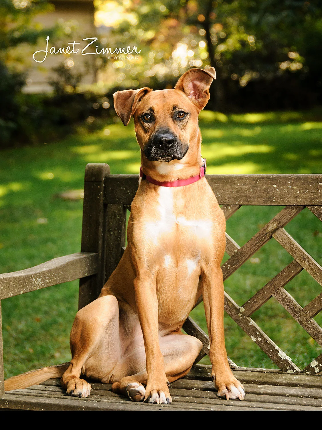 Sitting-Rhodesian-ridgehound-dog-portrait