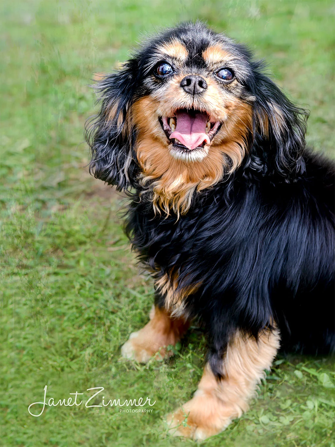Portrait-of-black-and-tan-cavalier-spaniel-dog