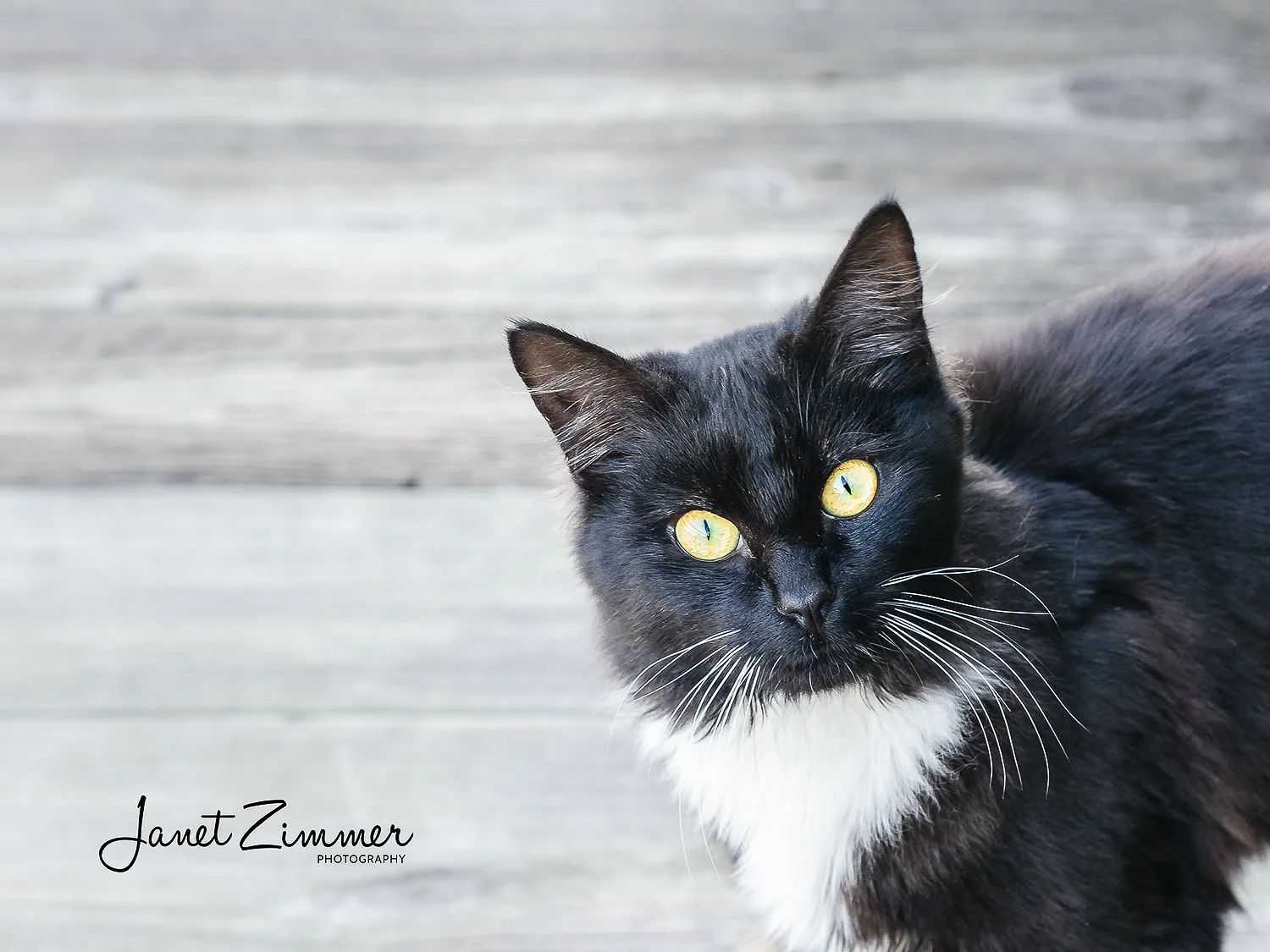 Portrait-of-black-and-white-cat-on-grey-wood-background