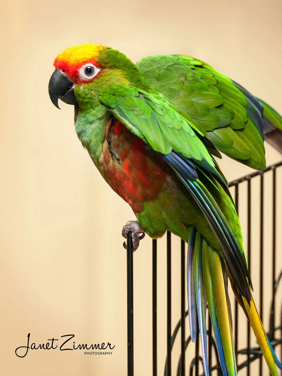 Portrait-of-gold-capped-conure-bird