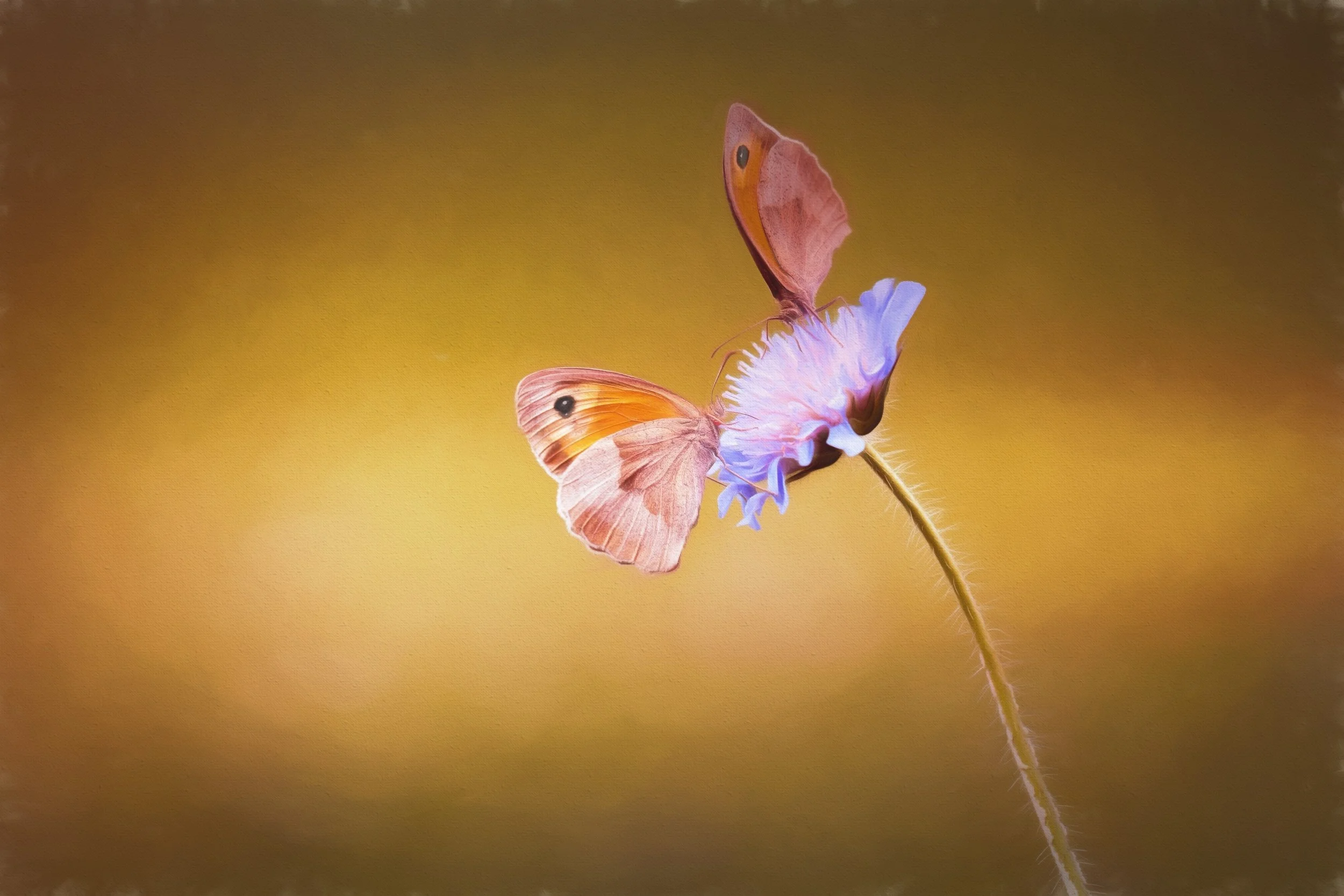 nature-blossom-wing-photography-leaf-flower-514177-pxhere.com.jpg