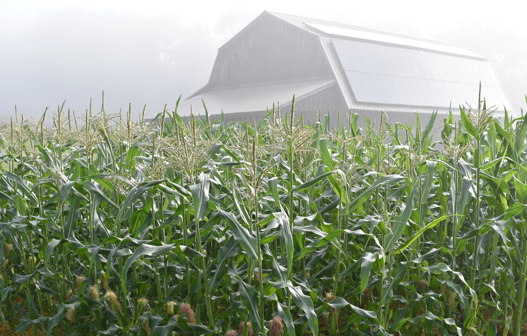 CORN + BARN .jpg