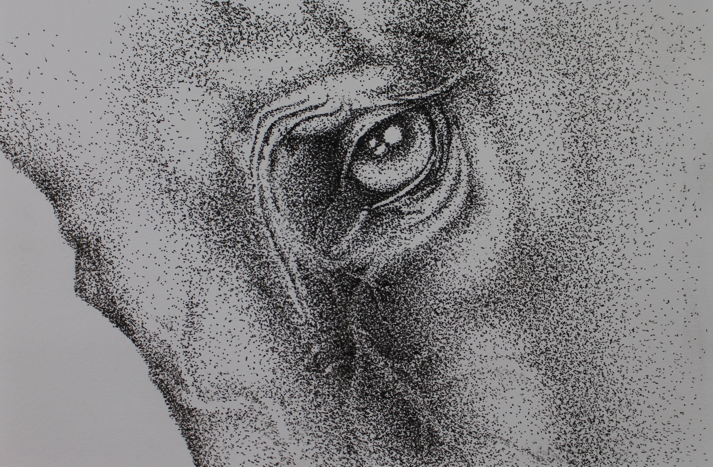 Gallery: Image to Stippling Dot Art