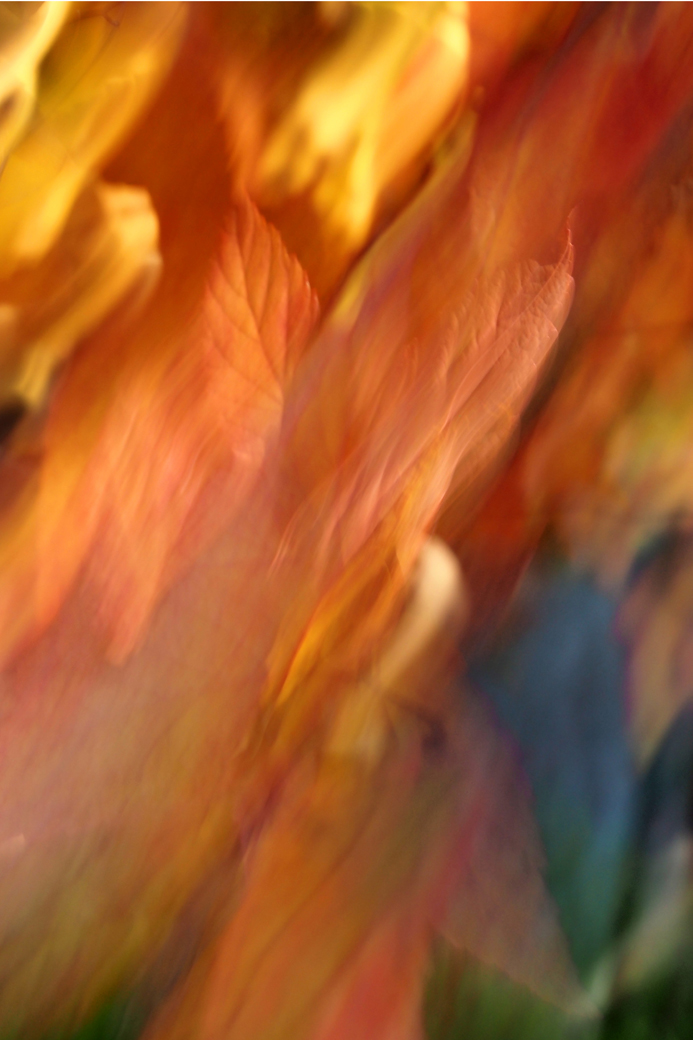 RobSills_Autumn Leaves 1040.jpg