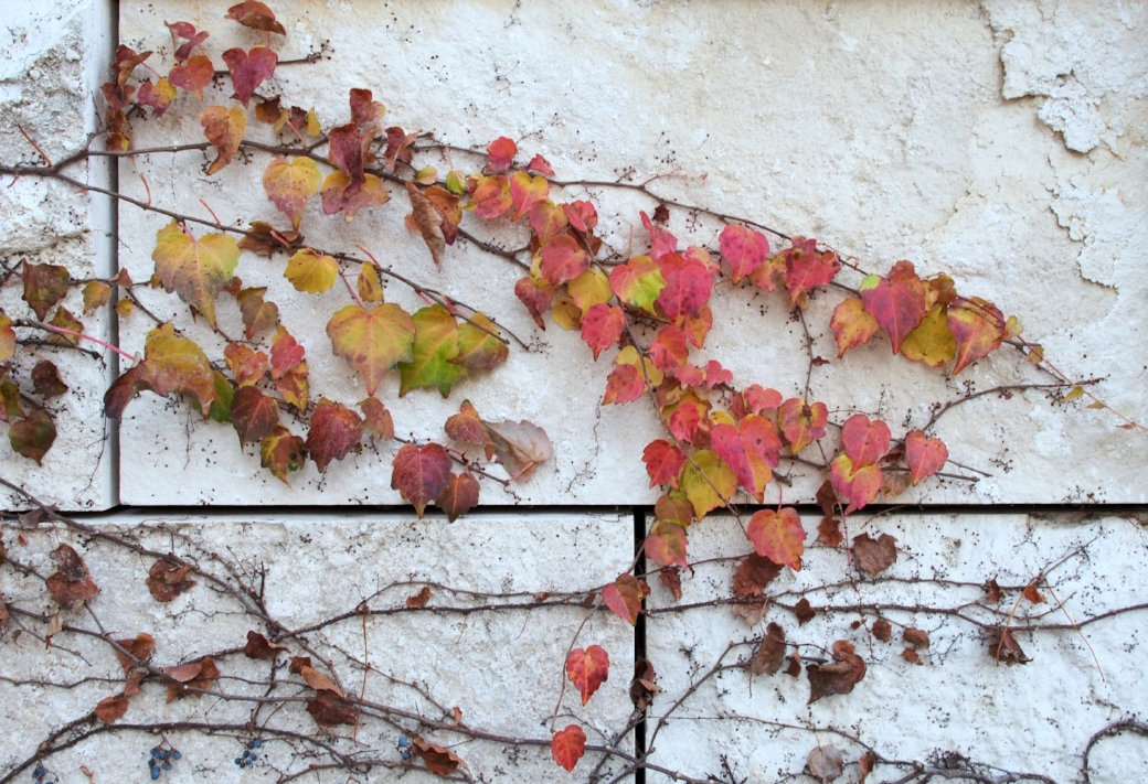 Autumn Leaves 13x19.jpg