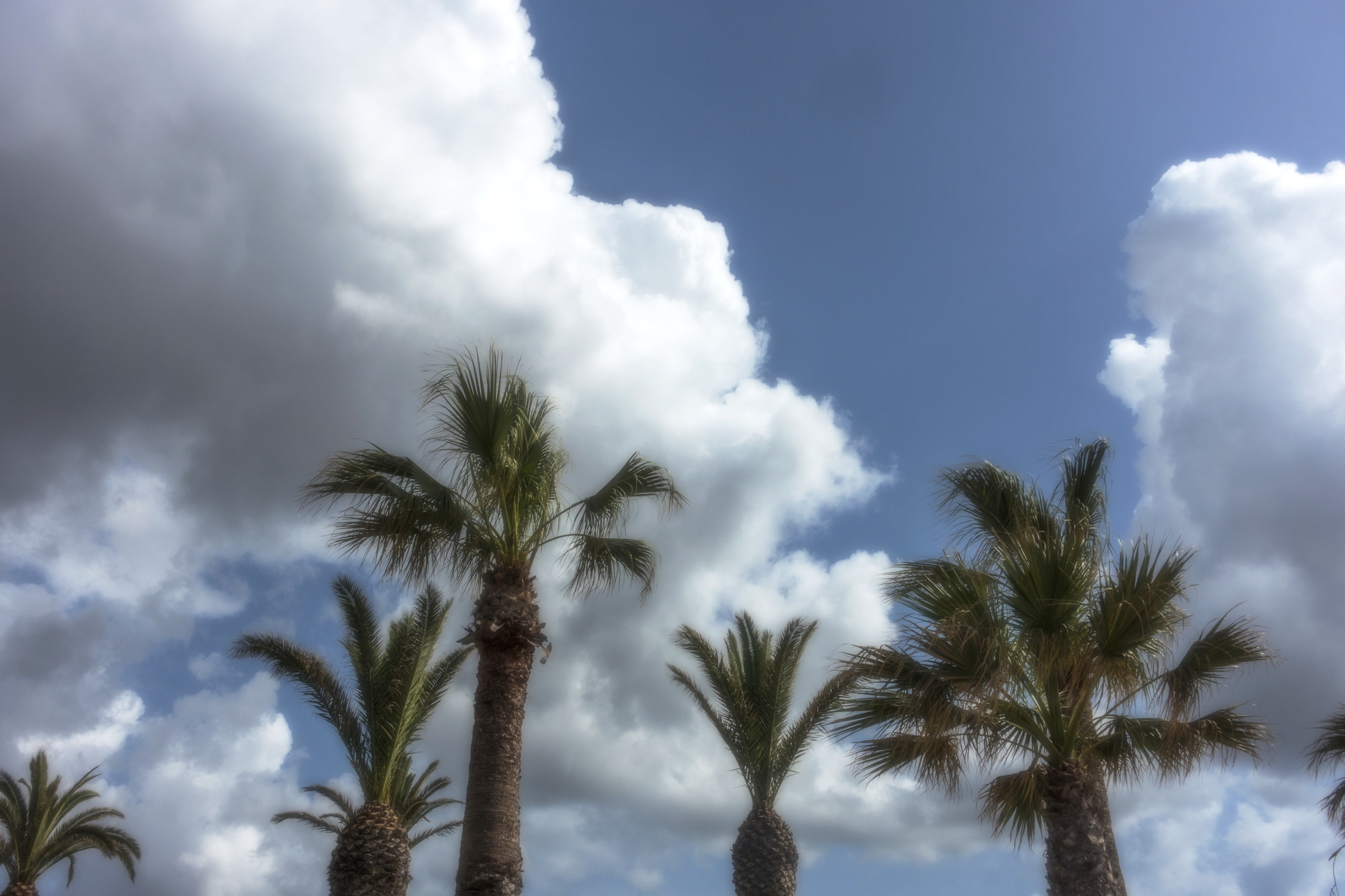 palmtrees.jpg