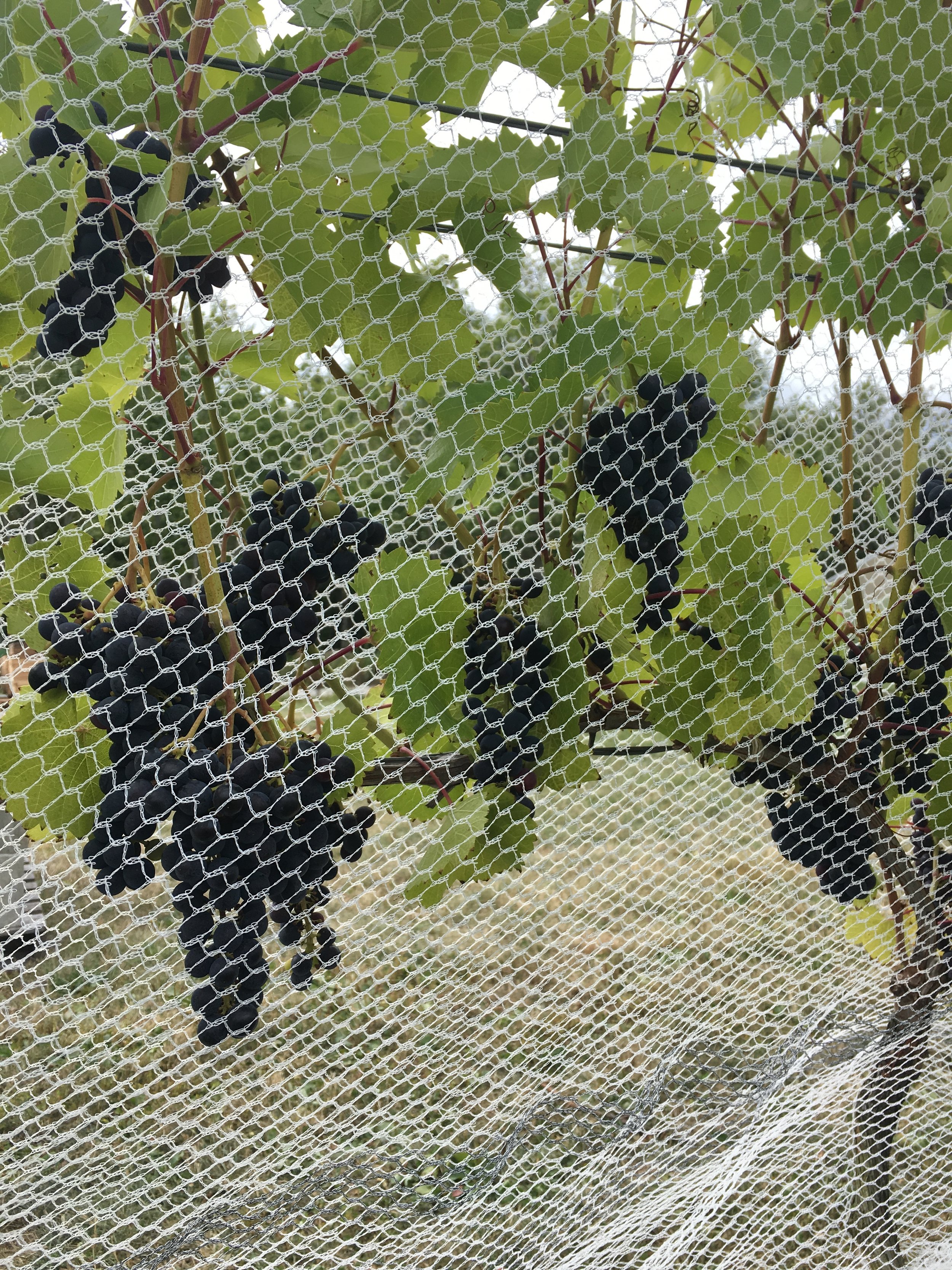 grapes grown at the vineyard