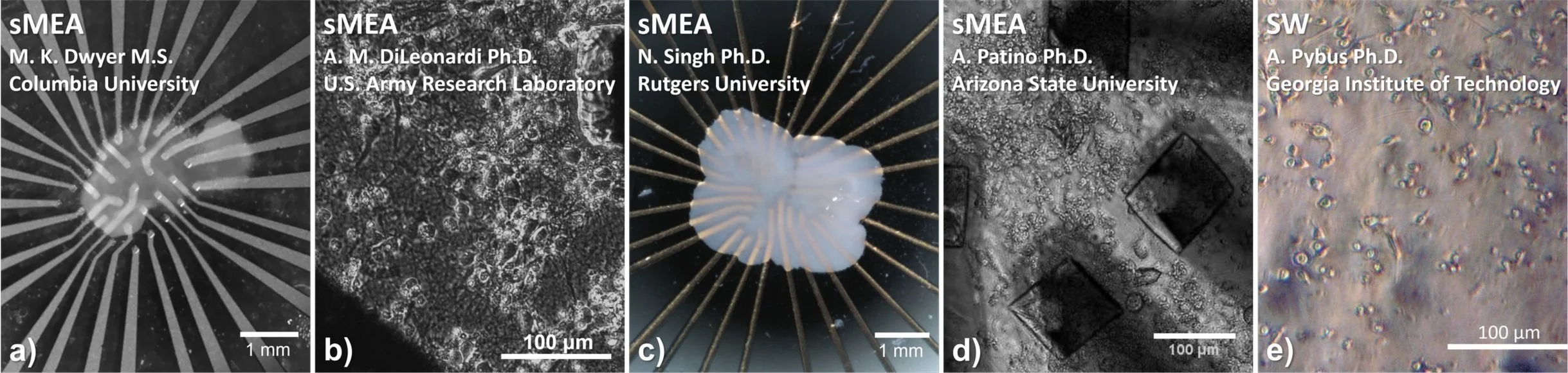Multielectrode Array for In Vitro Research | BMSEED