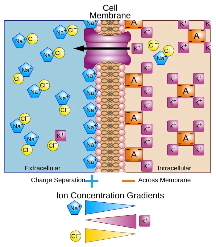 Extracellular Electrophysiology | BMSEED