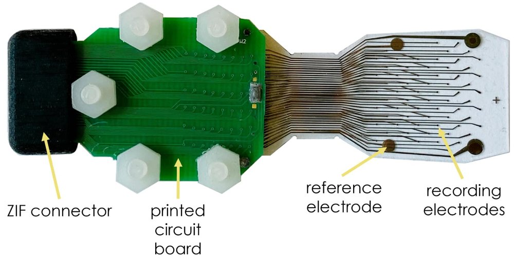 ECoG with Stretchable MultiElectrode Arrays | BMSEED