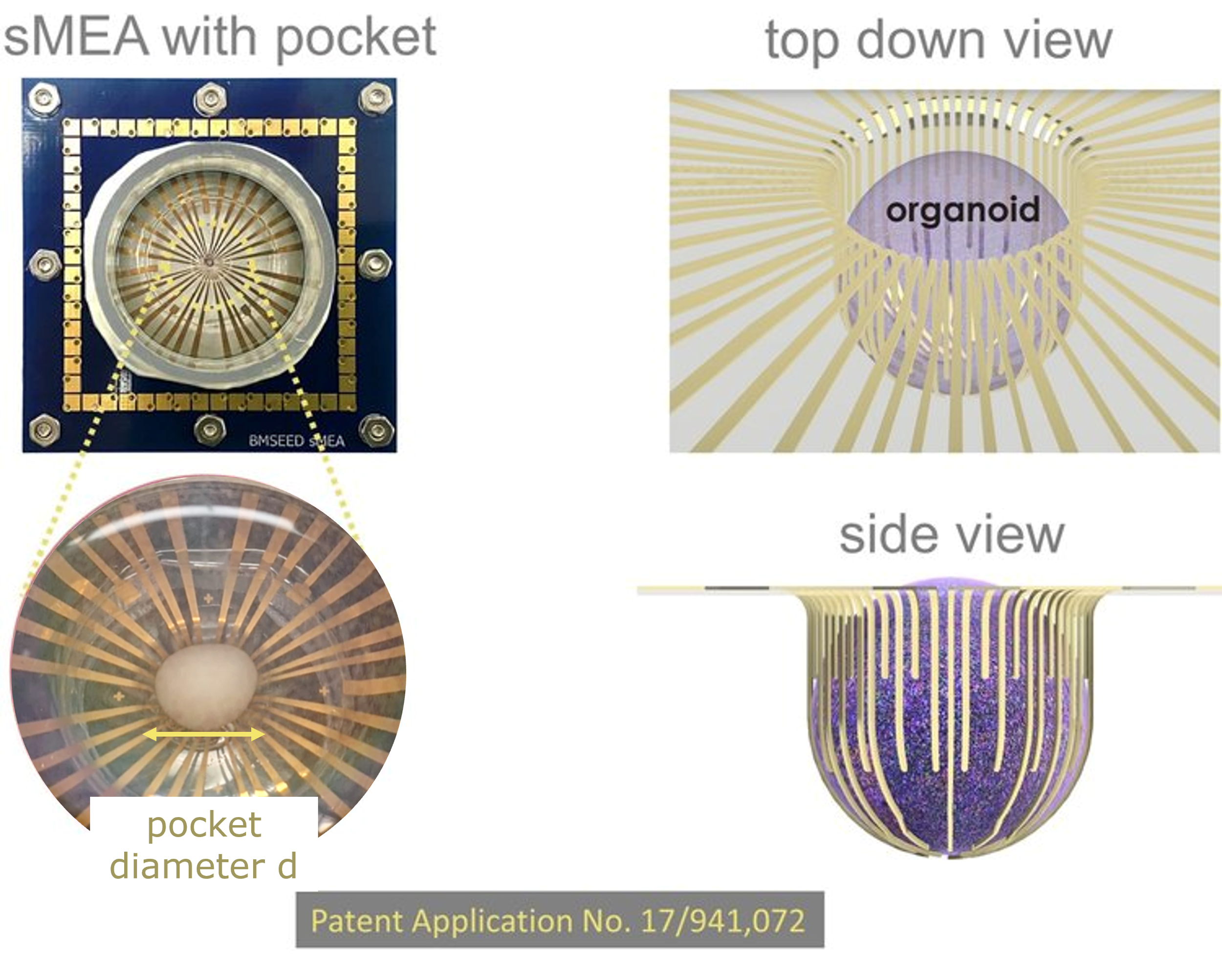 3D Multielectrode Arrays (3D-MEAs) | BMSEED