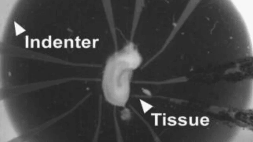 Multielectrode Array for In Vitro Research | BMSEED