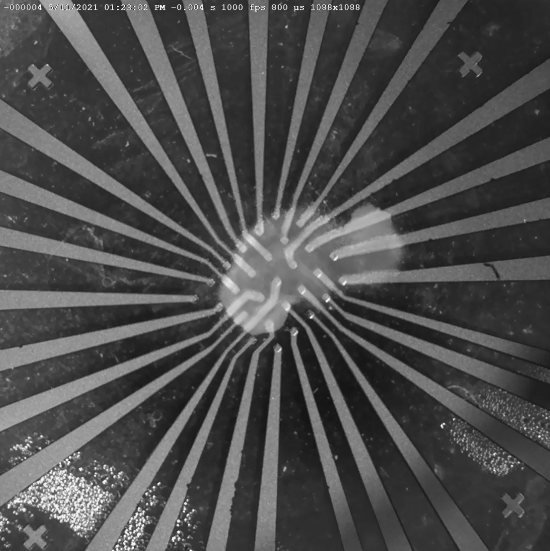 Hippocampal tissue slice on stretchable multielectrode array