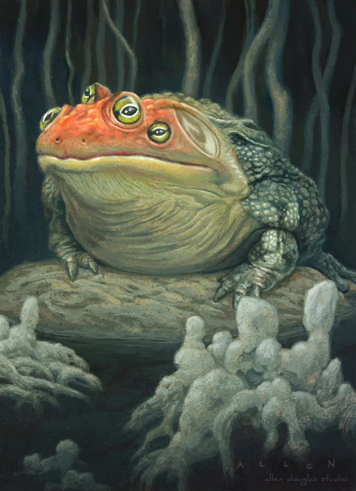 Fire-crested Mud-grubber.jpg
