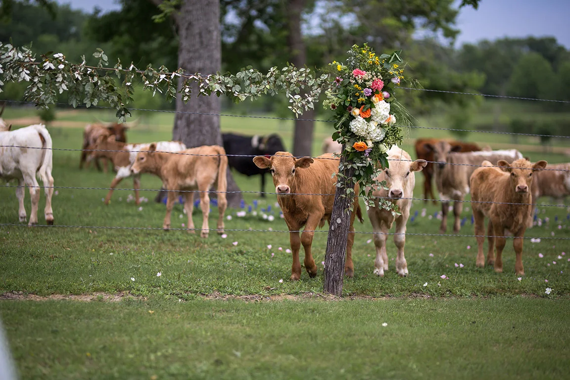 calfs_flowers.jpg
