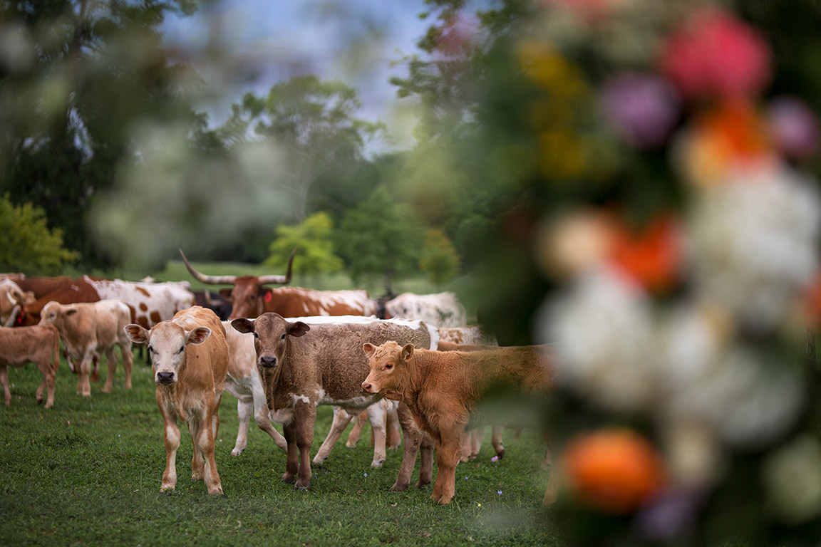 GaryBlakePhoto_Starhill_Wedding_101.jpg