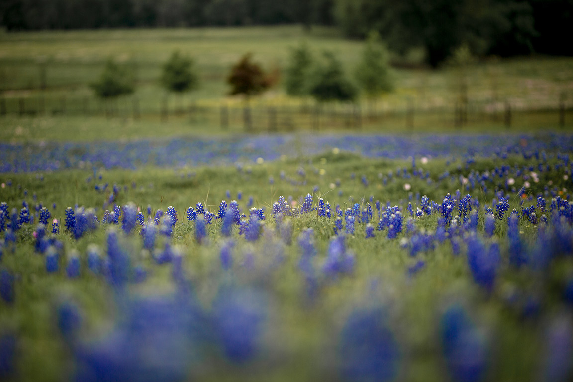 texas_bluebonnets.jpg