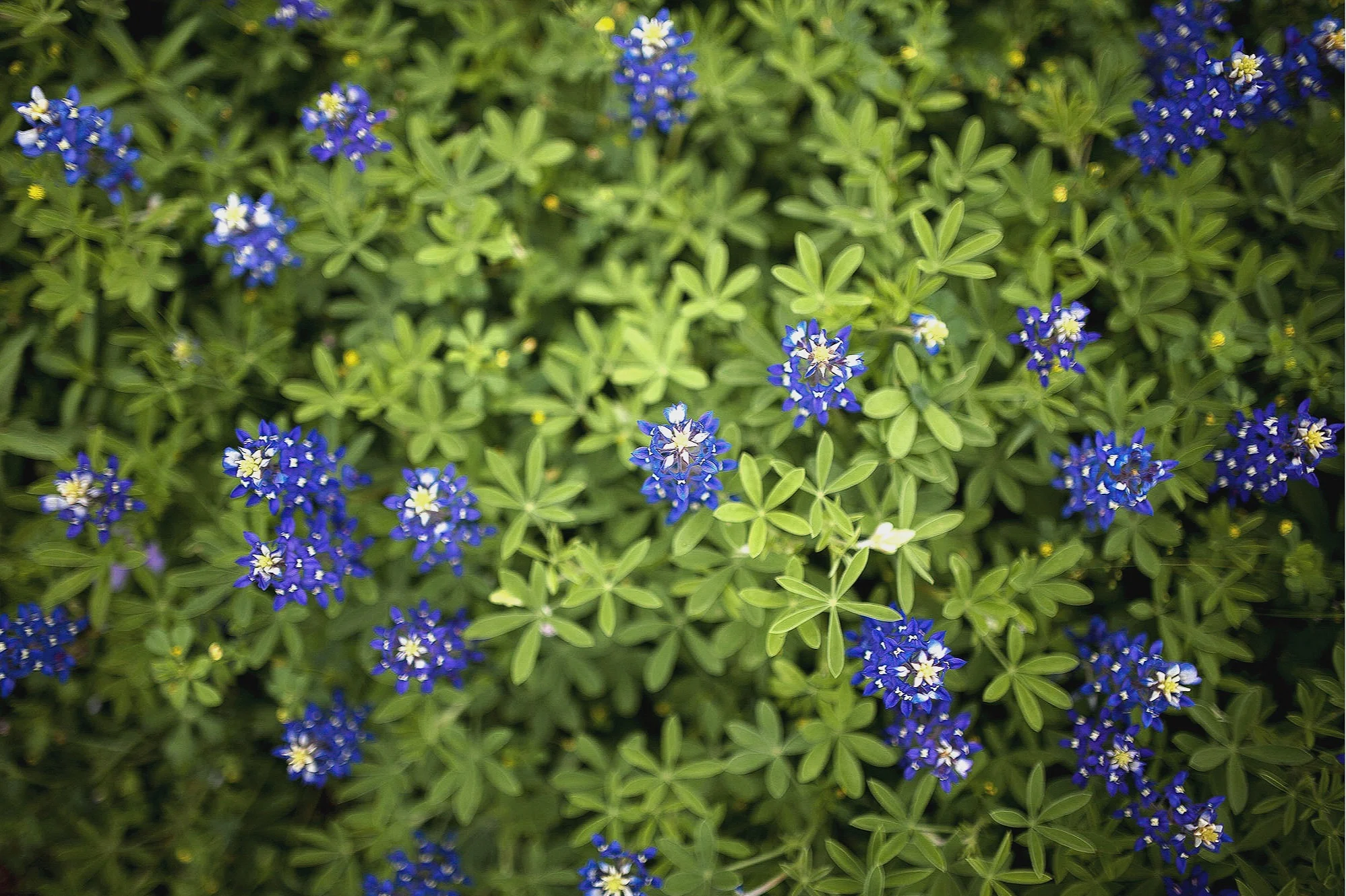 Bluebonnets