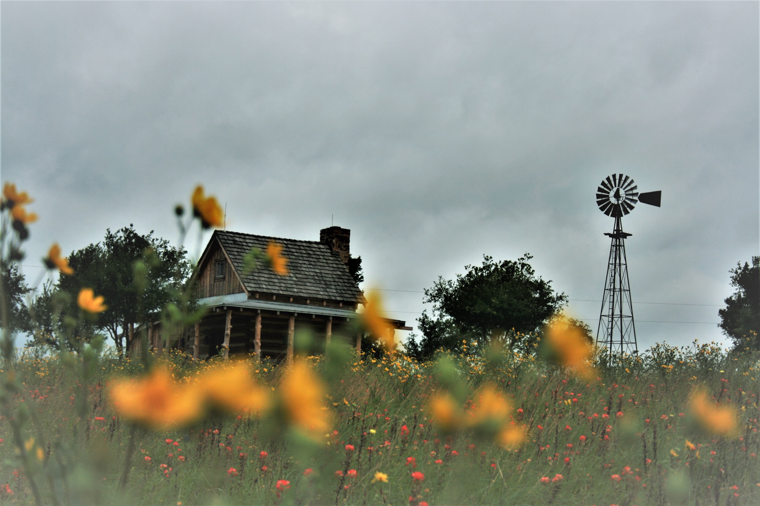 Wildflowers