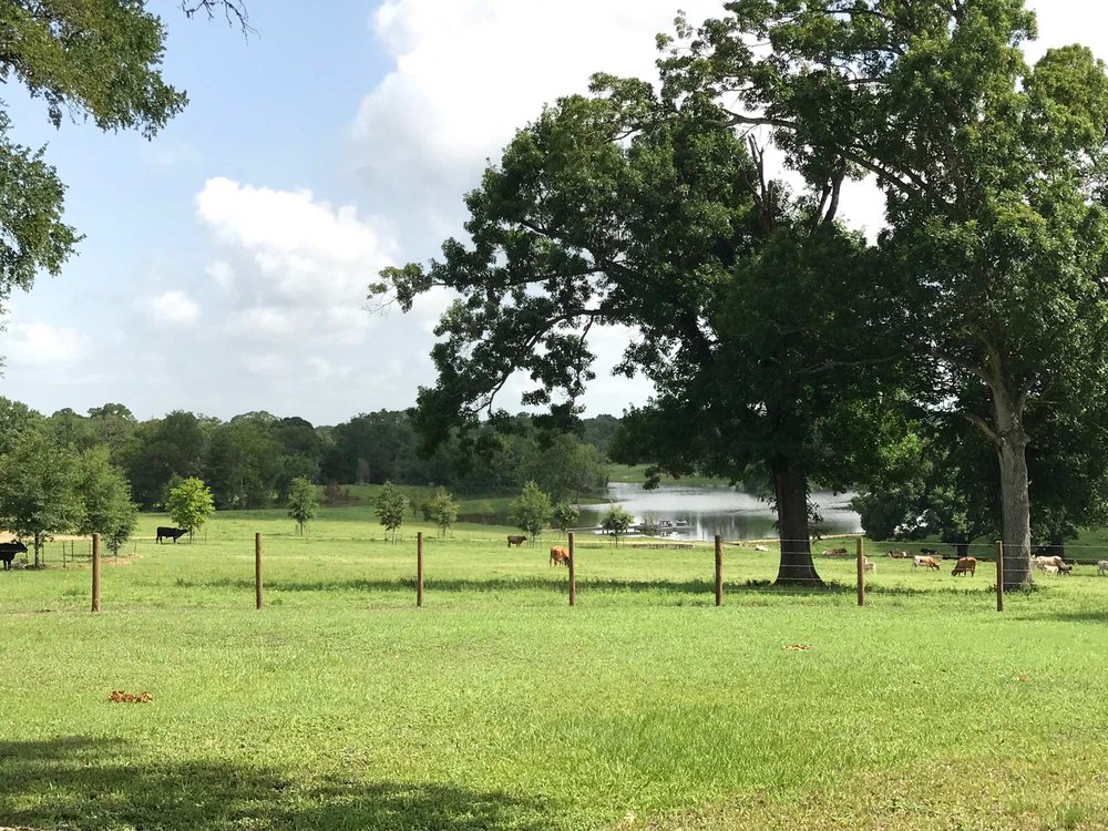 Cow Watching