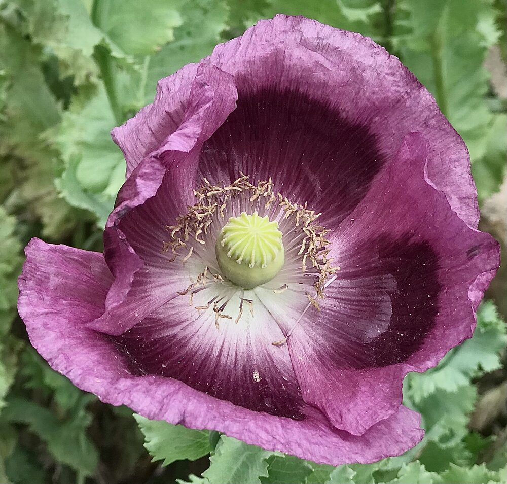 puplepoppy.jpeg