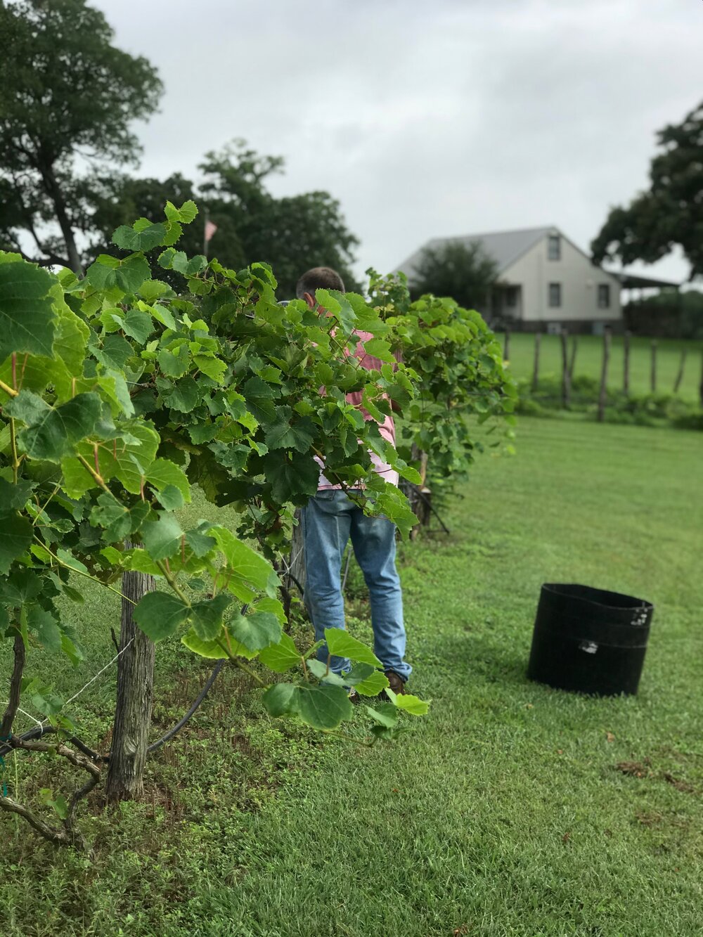 TexasGrapes.jpg