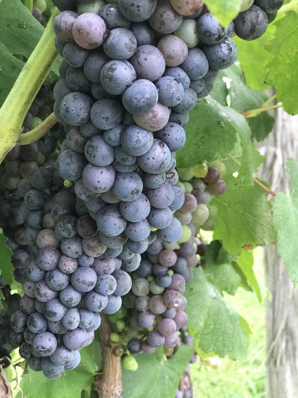 Vinyard_Grapes.jpg