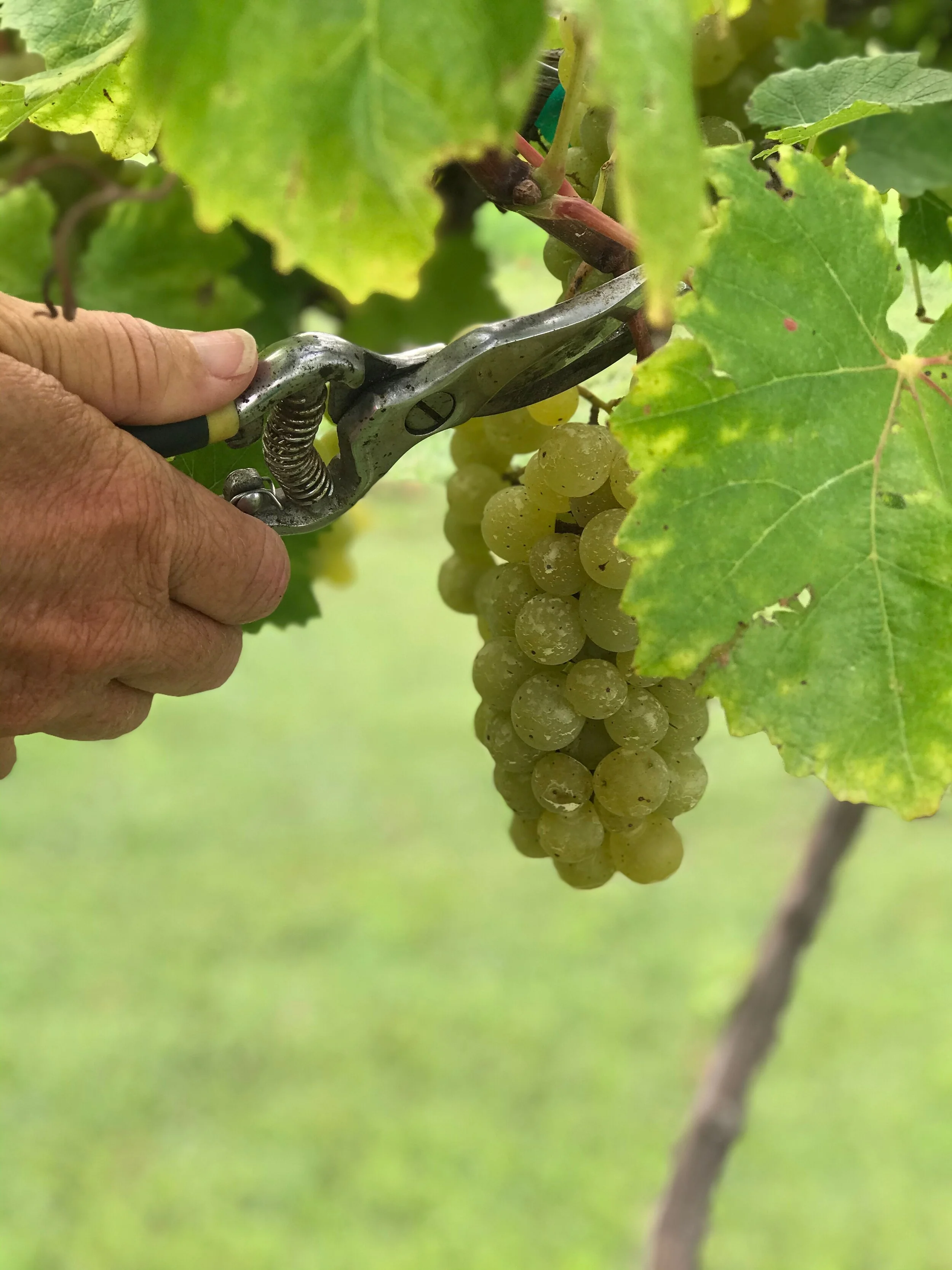 Harvesting Time at StarHill Farms’ Vineyard — StarHill Farms