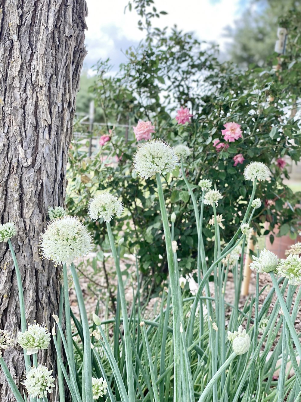 Flowers at StarHill