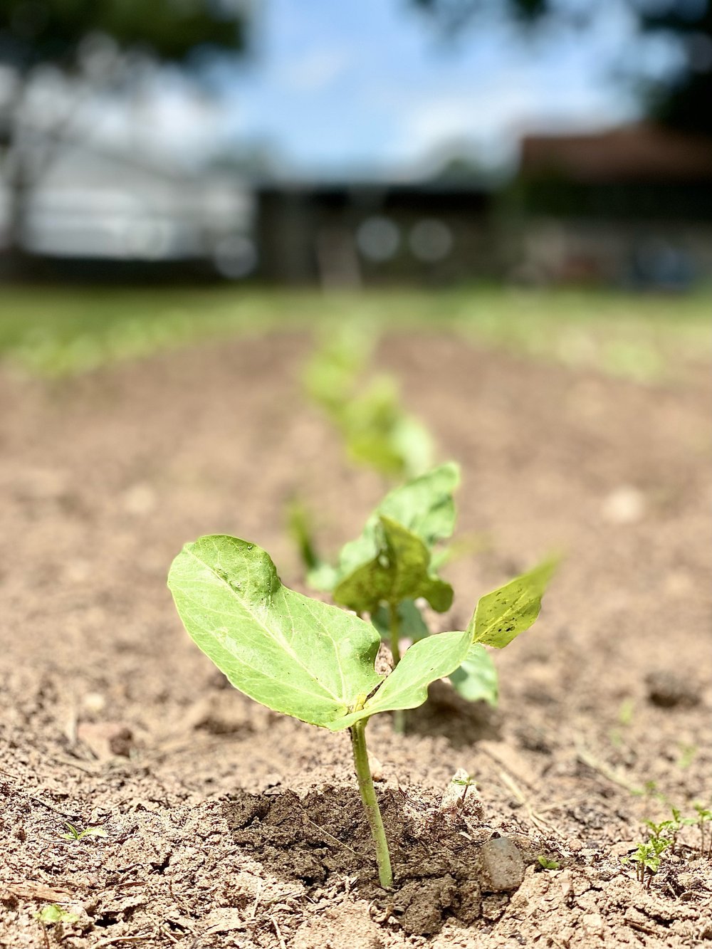 Sprouts