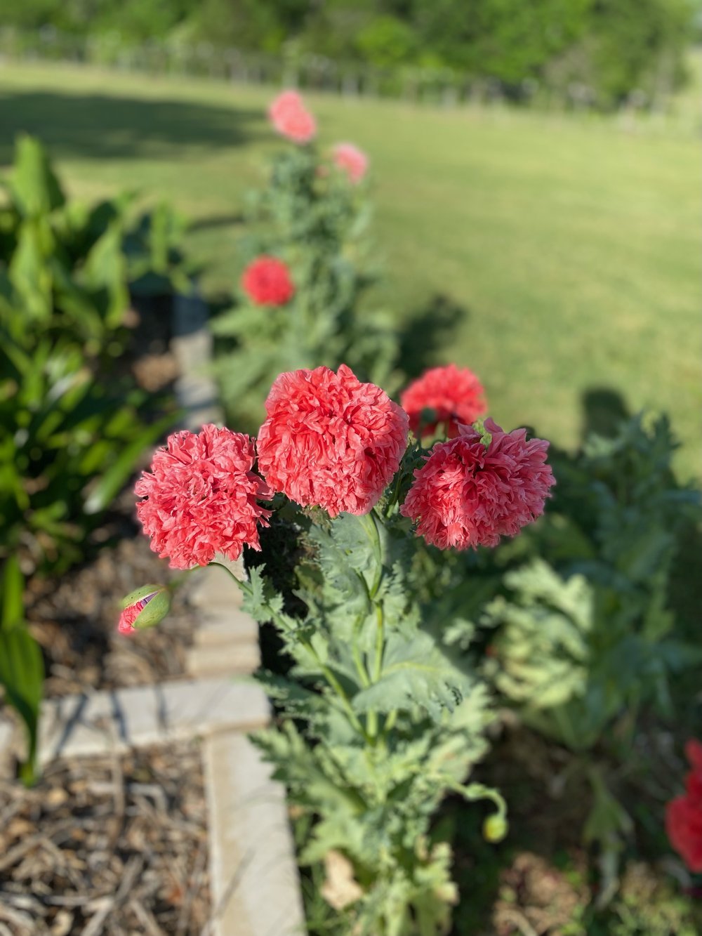 Garden_Flowers