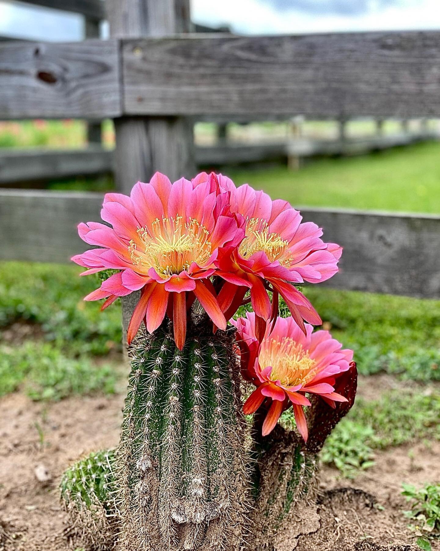 ცɛ ۷ıცཞąŋɬ🌵🌸💛
&bull;
Just look at the blooms on this cactus at the farm!  The vibrant colors bring such happiness 💕
&bull;
&bull;
&bull;
#starhill #starhillfarm #starhillfarms #be #vibrant #beautiful #cactus #yellow #bloom #friday #cacti #instago
