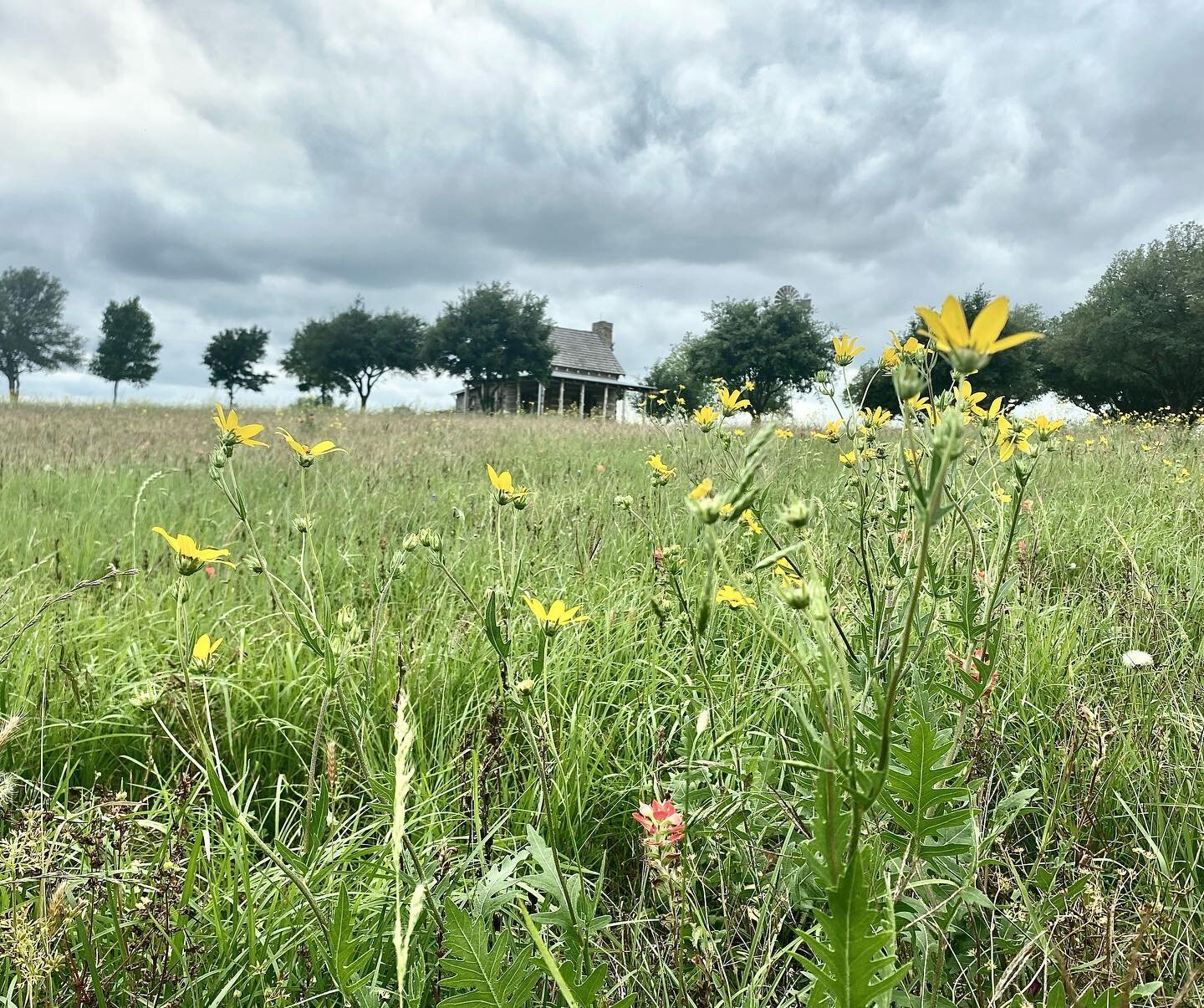 Be optimistic 🌾
&bull;
Moody skies lead to blessed rainfalls, greener grass, and plumper berries.  Optimism is just plain good for the soul 💛
&bull;
&bull;
&bull;
#starhillfarm #starhillfarms #starhill #be #optimistic #authentic #logcabin #texas #l