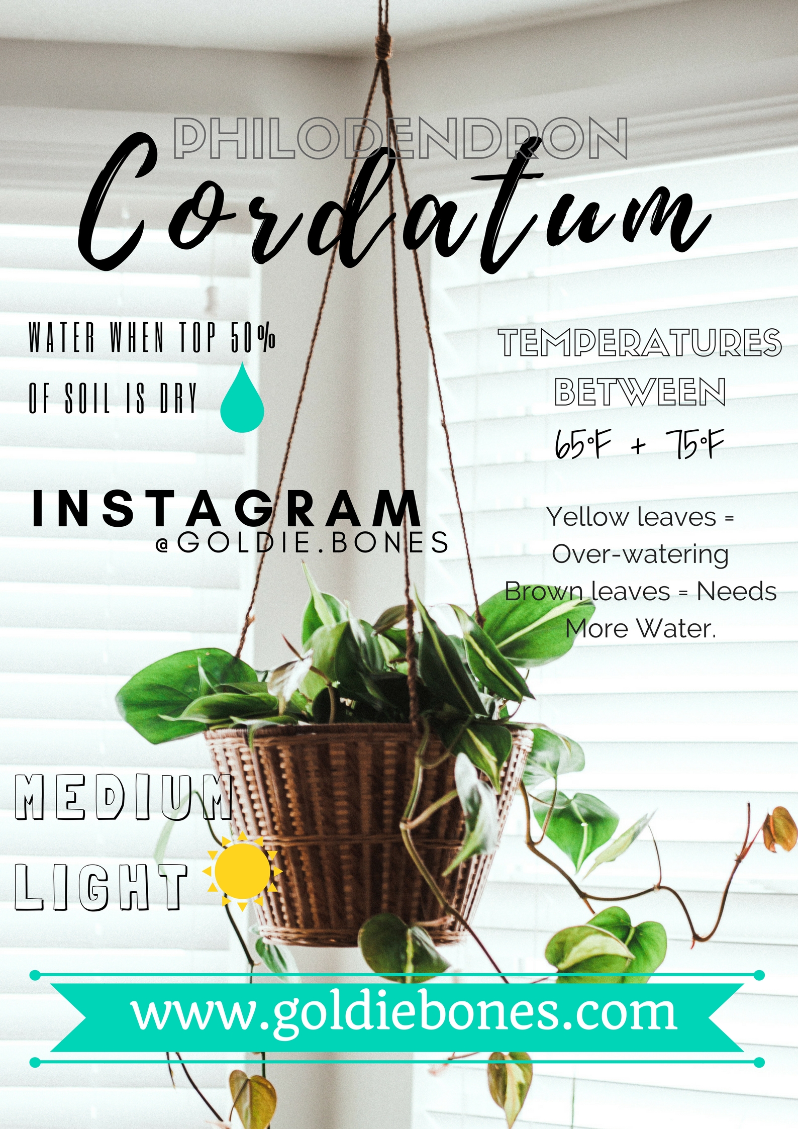 Cordatum.jpg