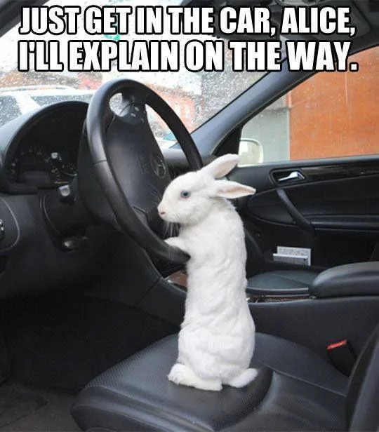 get in the car alice.jpg