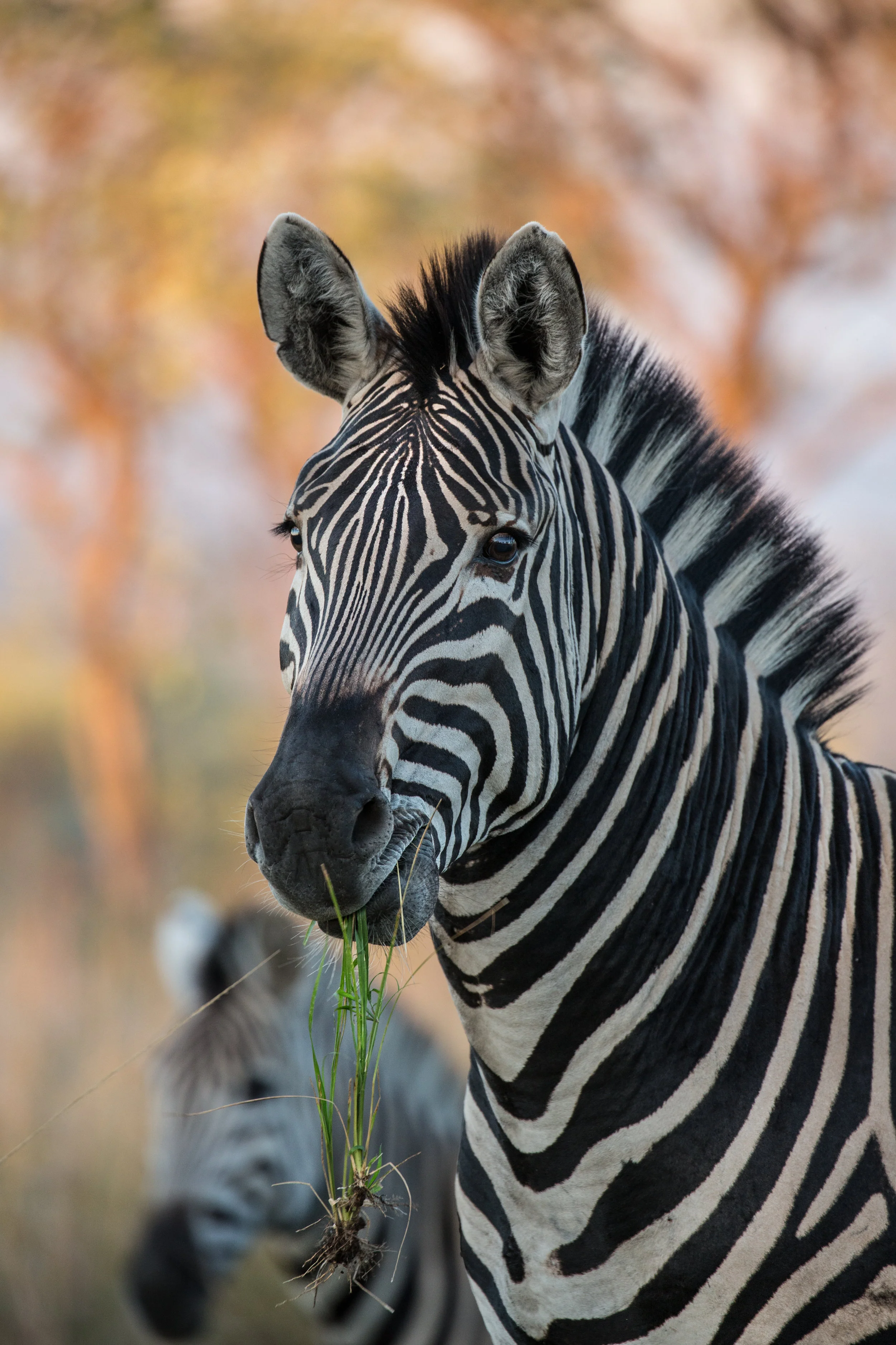 Photo-Organic-Kruger-Photography-Wildlife-Safari-Africa-7.jpg