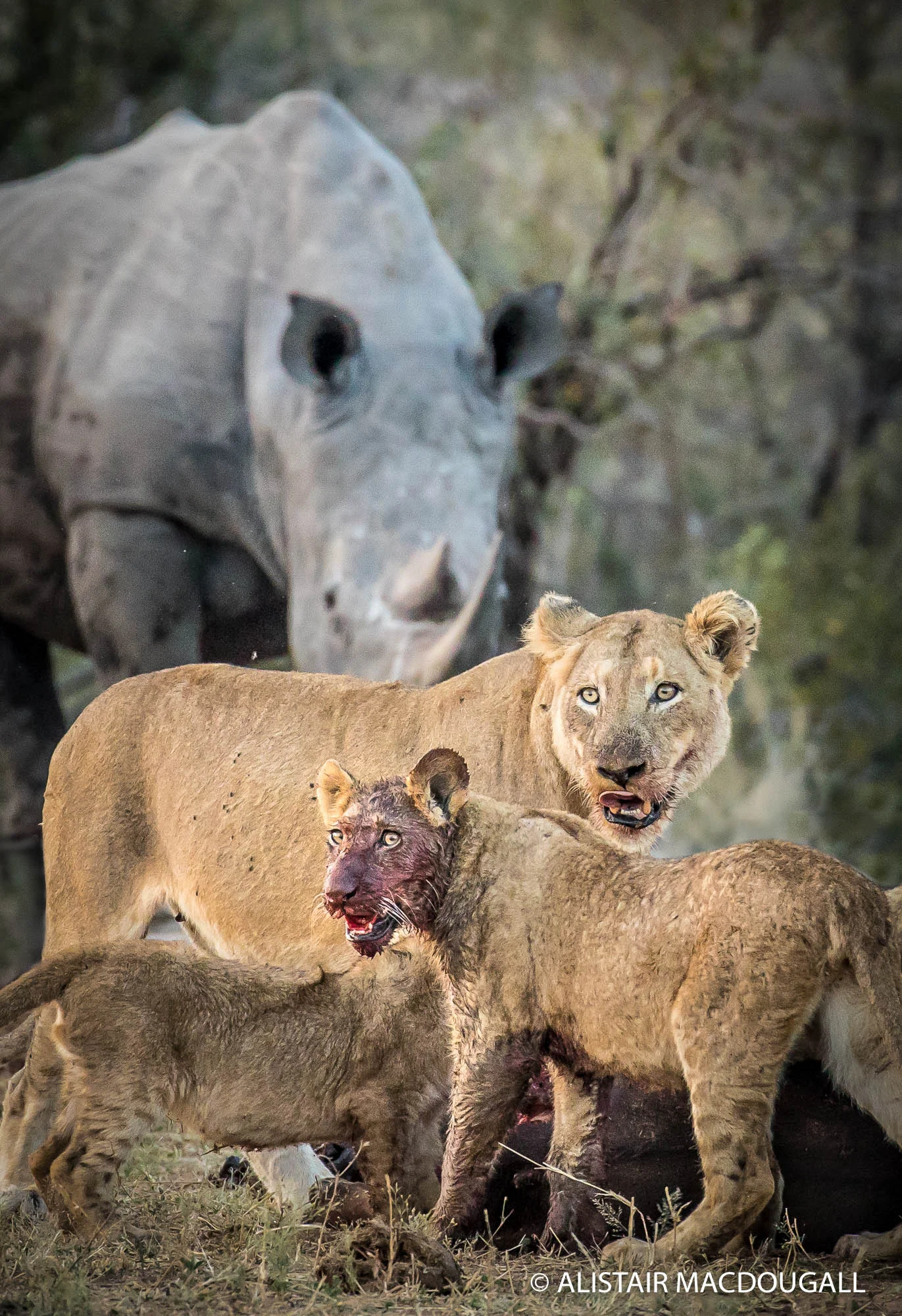 krugerweblion-11.jpg