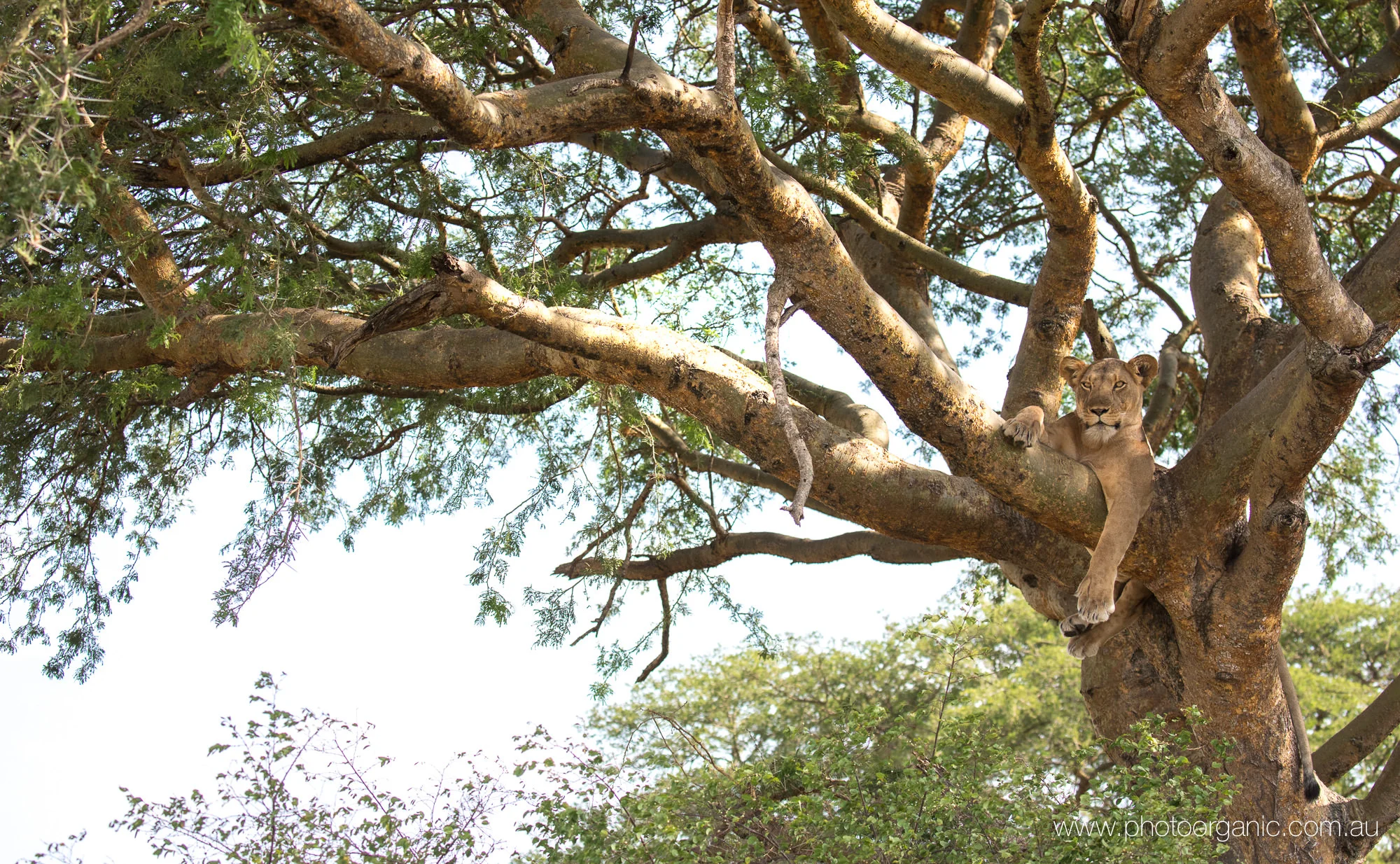 www. photoorganic.com.au31.jpg
