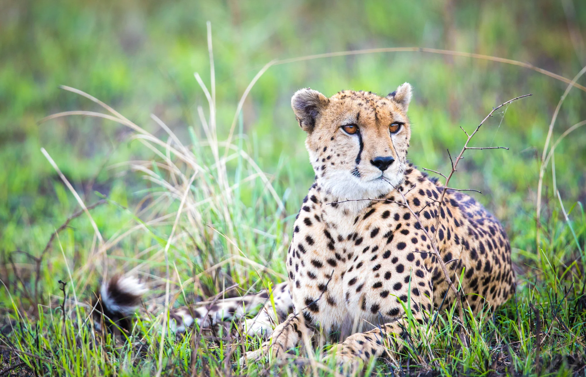 Tanzania_select_2018-374.jpg