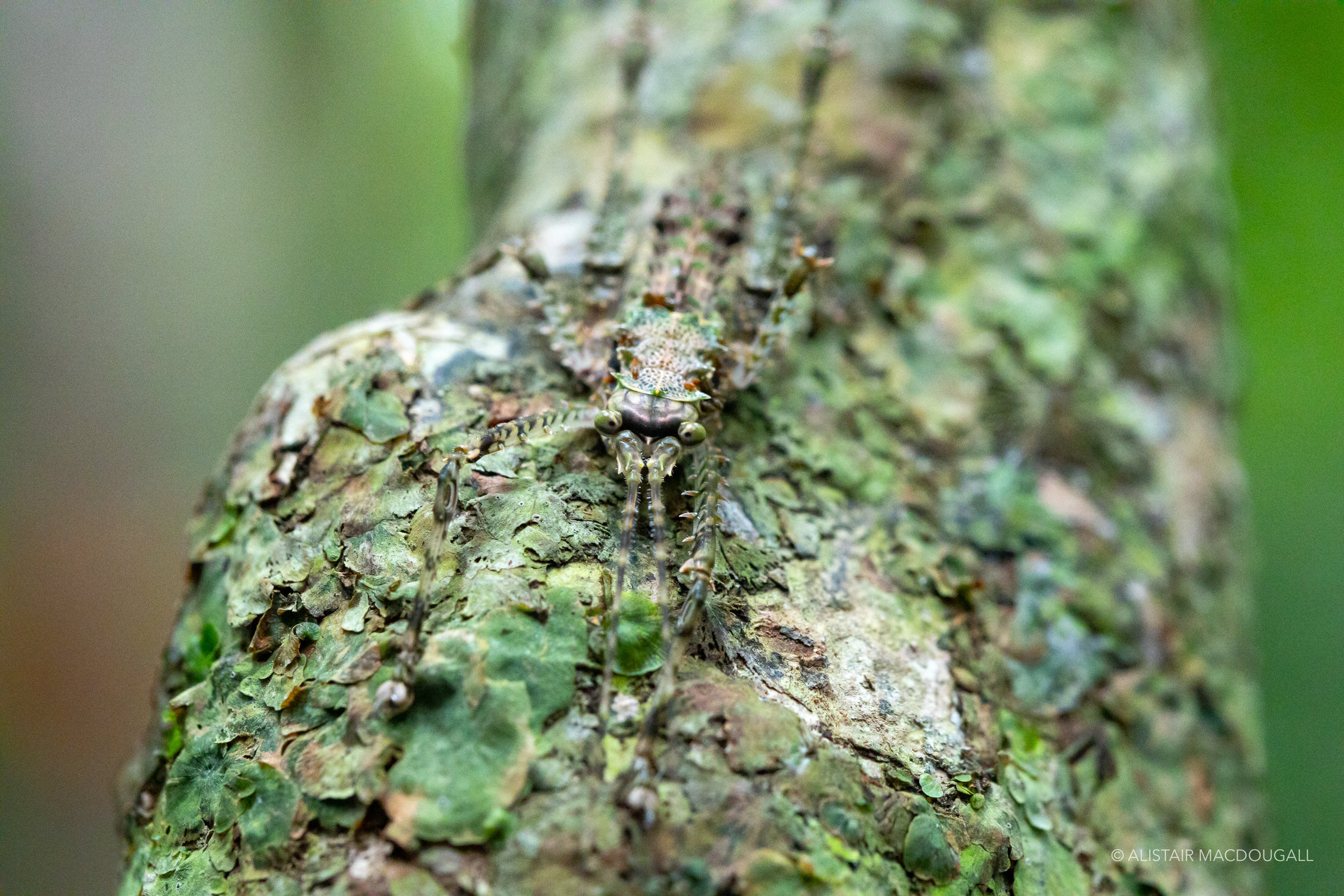 Daintree_LR-111.jpg