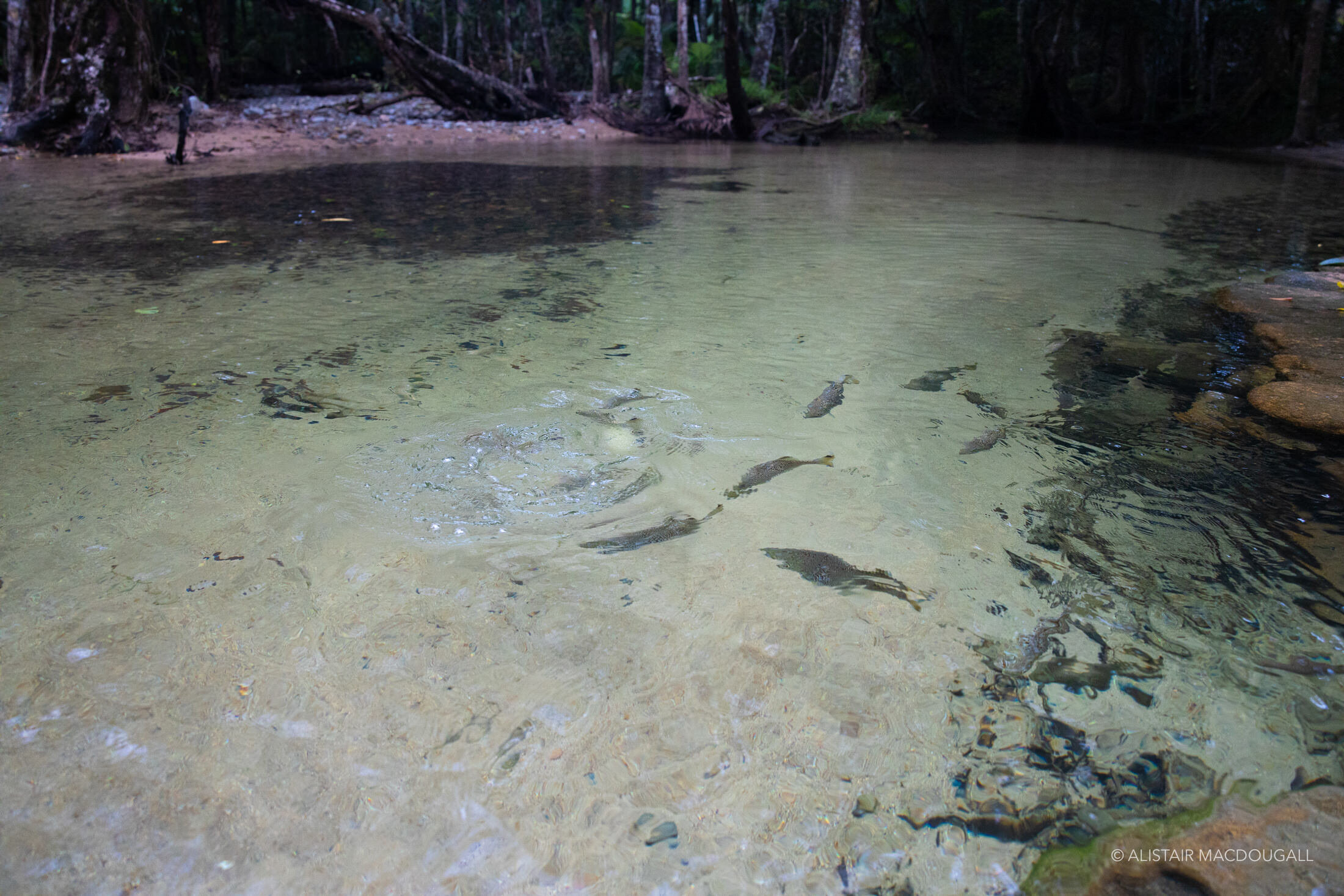 Daintree_LR-137.jpg