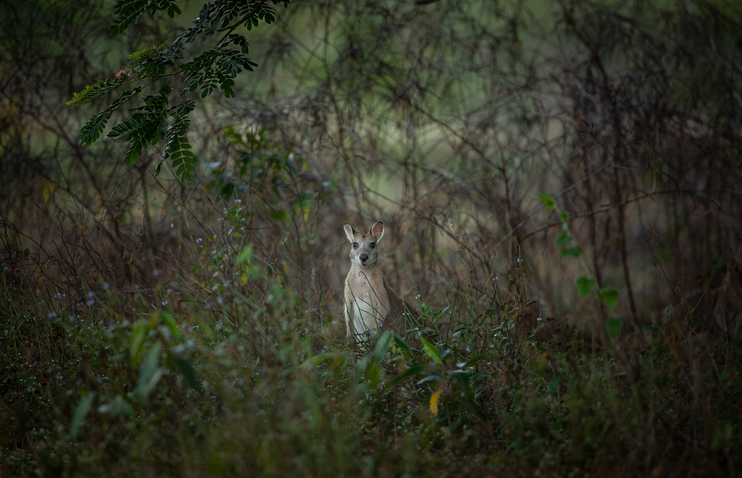 Daintree_27.jpg