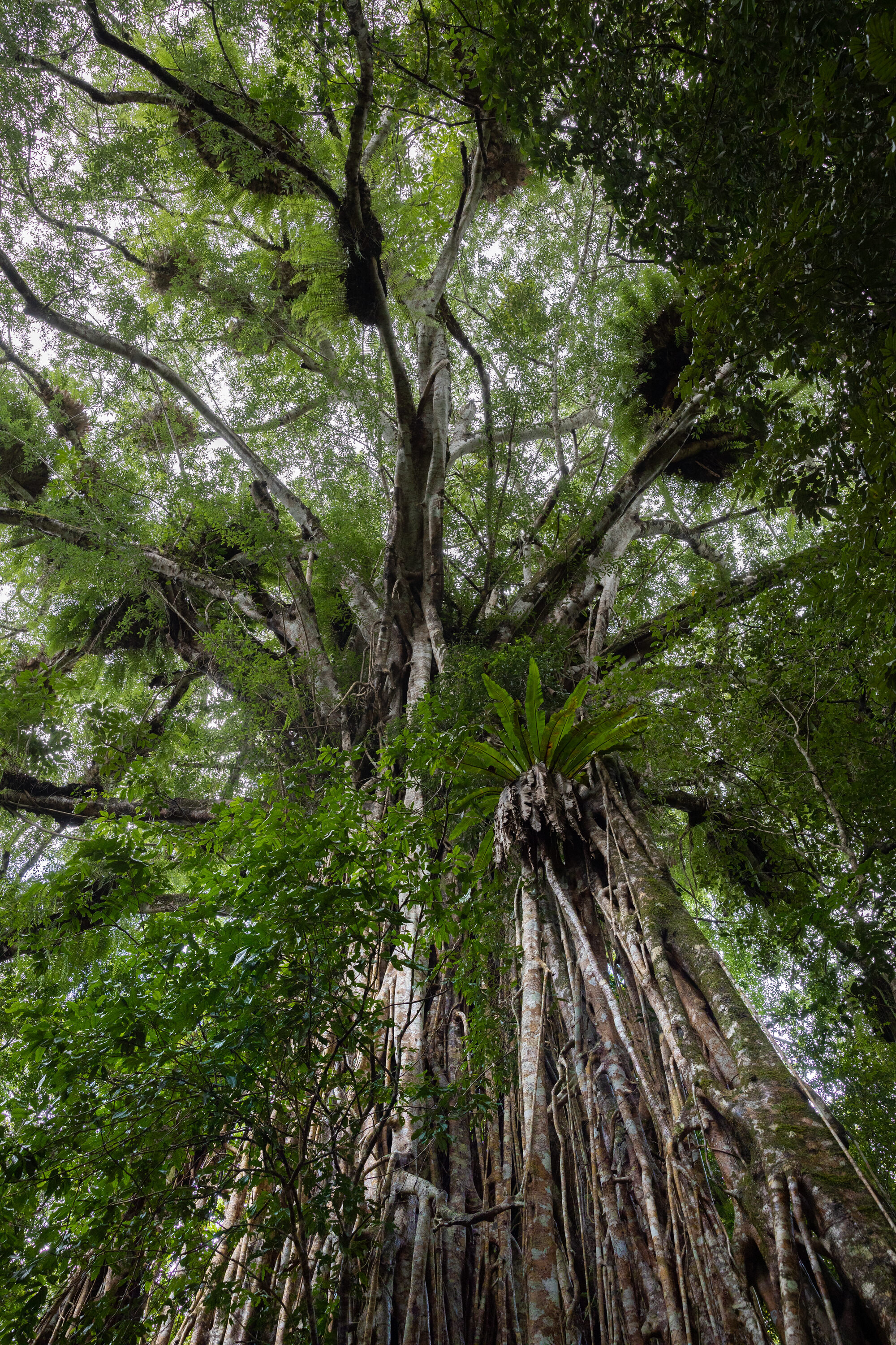 Daintree_140.jpg