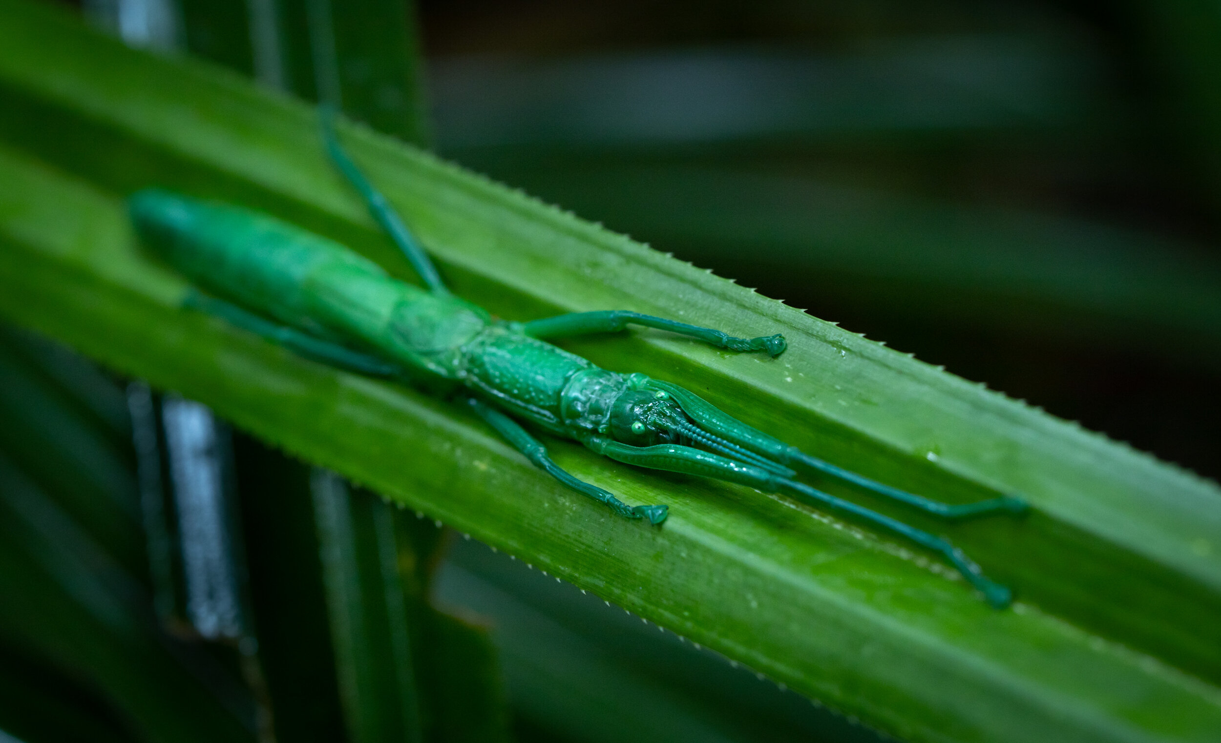 Daintree_157.jpg