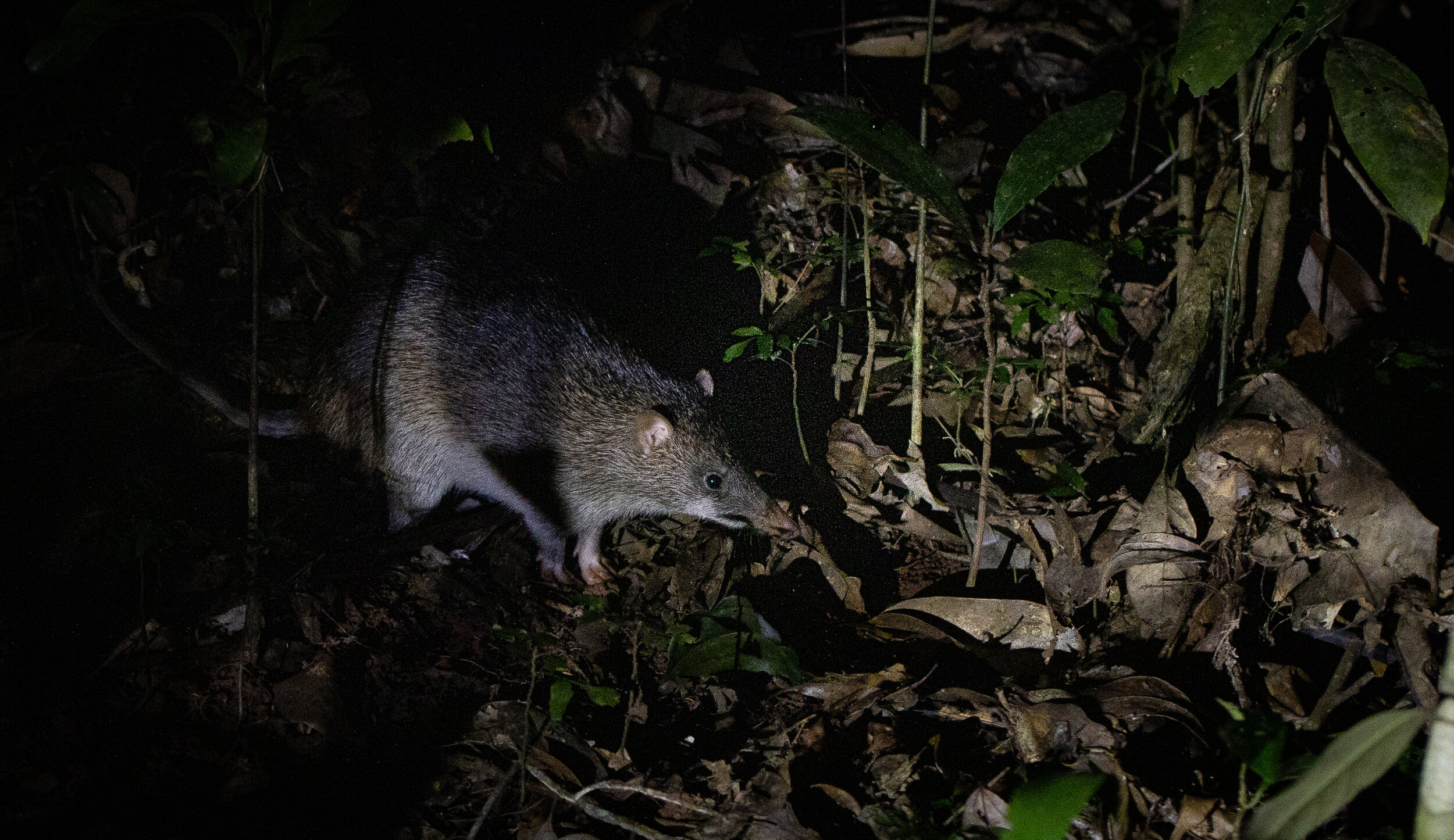 Daintree_283.jpg