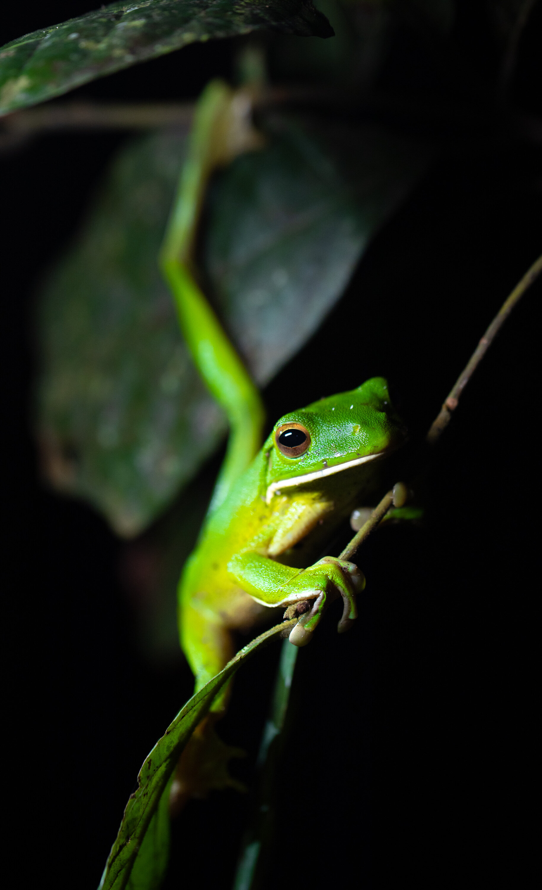 Daintree_297.jpg