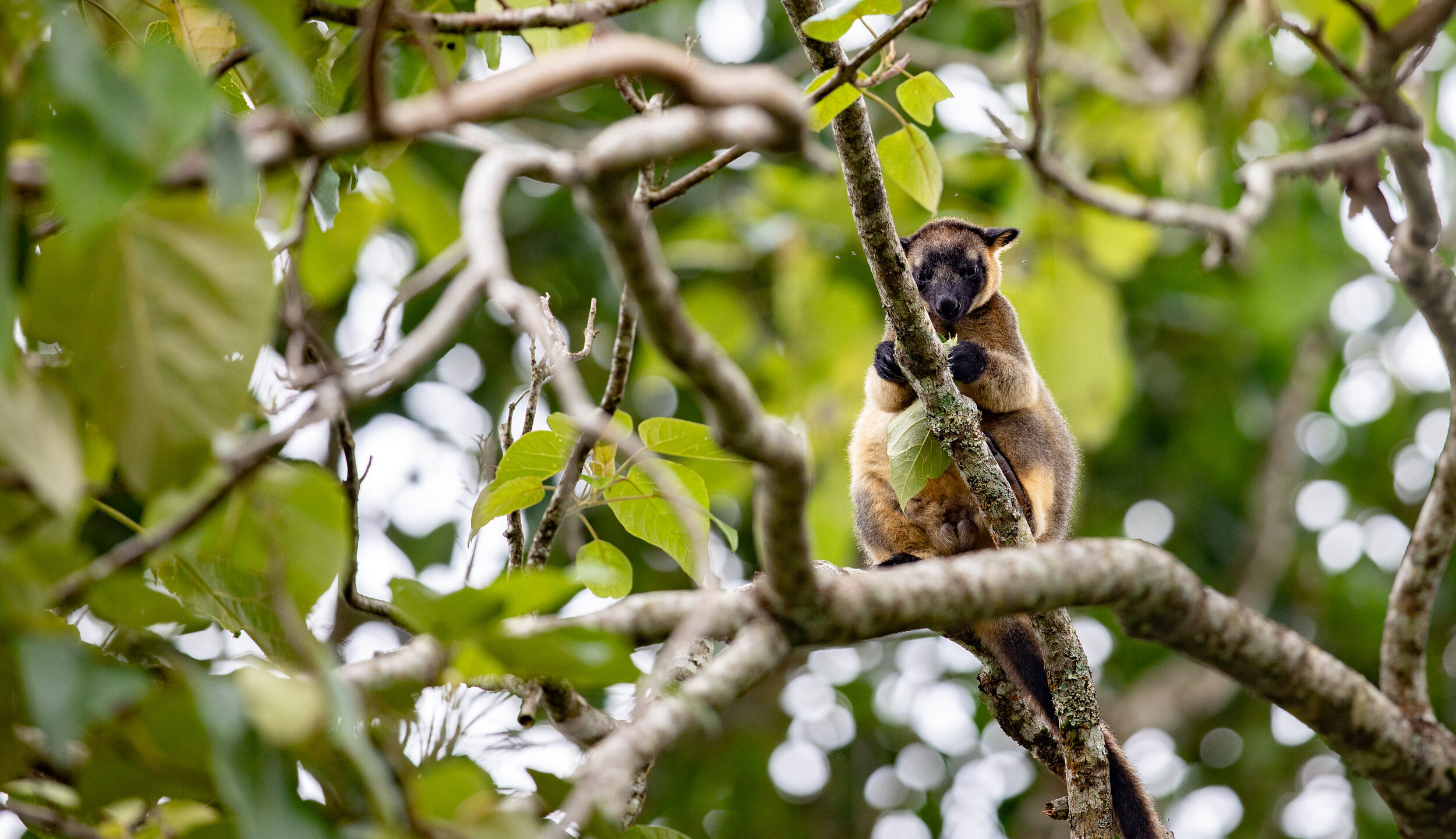 Daintree_382.jpg