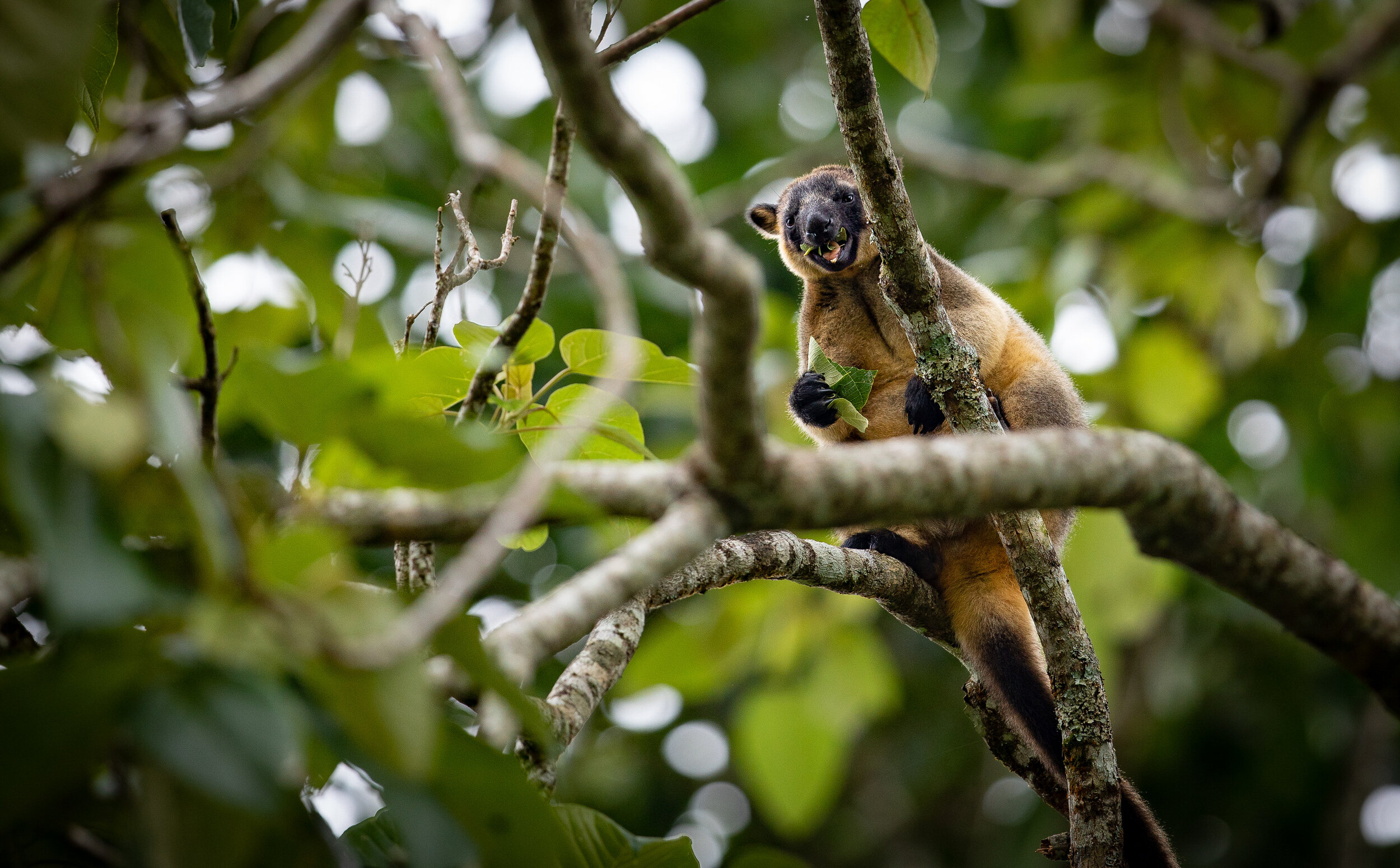 Daintree_412.jpg