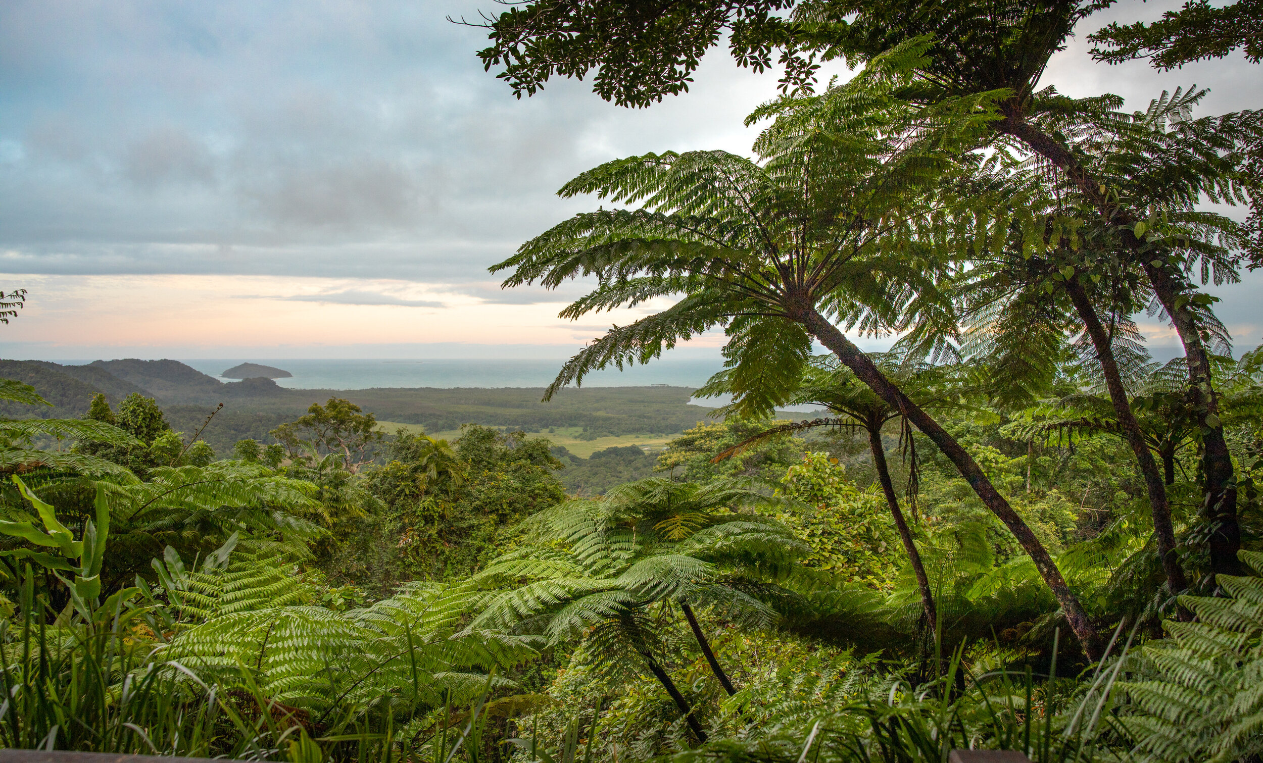 Daintree_202013.jpg