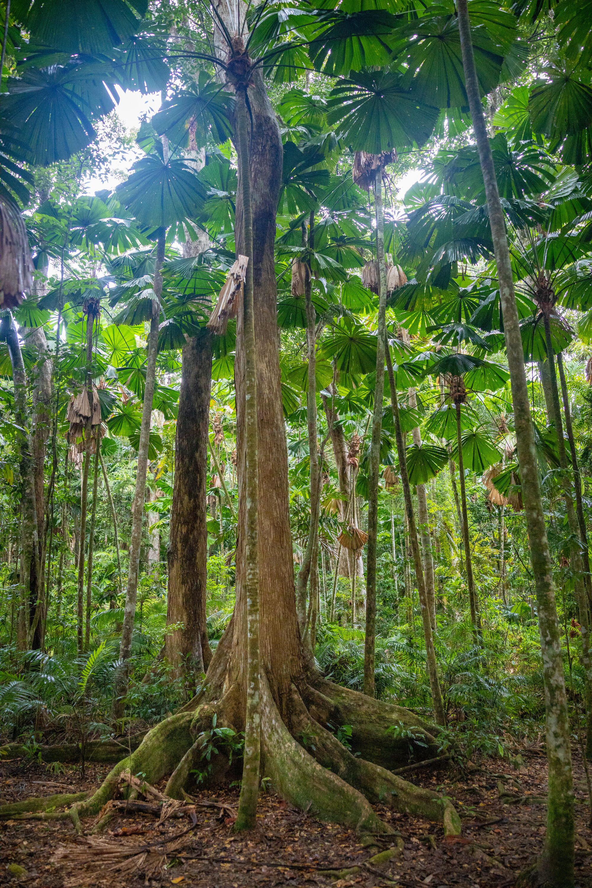 Daintree_202029.jpg